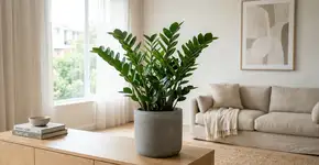 Foto: (Imagem sem texto alternativo disponivel ID [2758925])