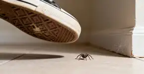 Por que você não deve matar aranhas com seu sapato