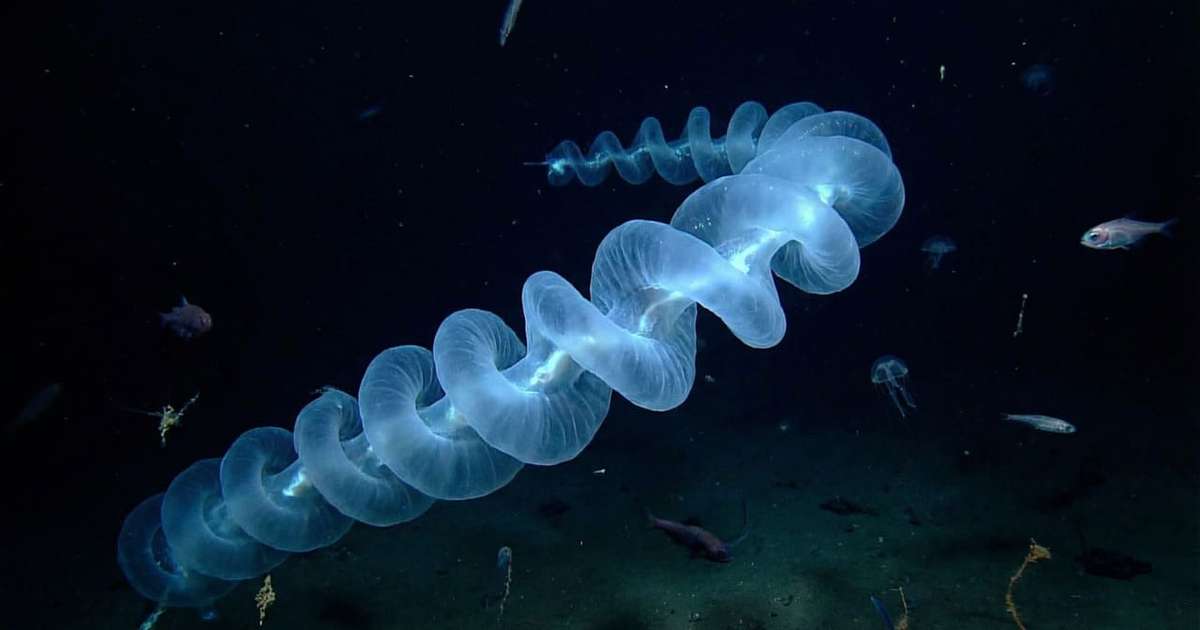 A uma profundidade de 6.000 metros na Austrália, um organismo de 15 metros de comprimento foi descoberto, e cientistas admitem que raramente viram algo parecido