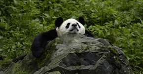 Adote um Panda: programa da WWF ajuda a salvar os simpáticos ursinhos