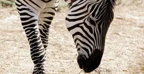 Zebra explorada para entretenimento é morta após fugir de circo