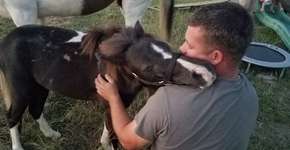 Pônei vítima de maus-tratos abraça homem que salvou sua vida