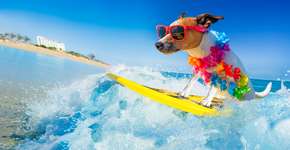 Foto: (Divulgação)