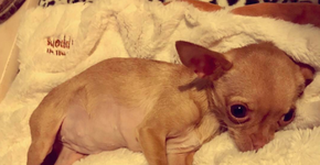 Chihuahua brinca pela 1ª vez após sair de fábrica de filhotes