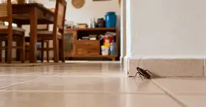 o que significa encontrar baratas em casa segundo o feng shui