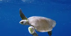 Foto: (Projeto Tamar)