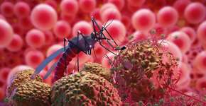 Foto: (iStock/nopparit)