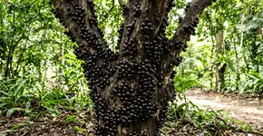 Foto: (Imagem sem texto alternativo disponivel ID [2762925])