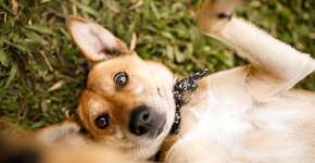 Cães podem viver quase 3 anos a mais com este tipo de alimento, aponta estudo