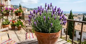 Para a lavanda francesa durar anos: o macete não é o adubo, mas nunca plantar em vasos sem drenagem de areia
