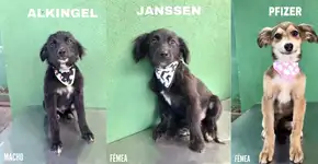 Alkingel, Pfizer: cães com nomes pandêmicos viralizam e são todos adotados