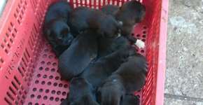 8 cães filhotes são afogados durante enchente em Ribeirão Preto