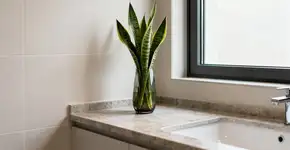 Tem umidade na sua casa? Essa planta absorve tudo e ainda evita mofo em poucos dias