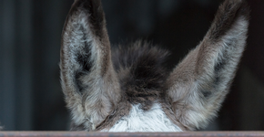 Garoto era chamado de “burro”. Seu problema: falta de óculos