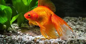 5 curiosidades sobre os peixes ornamentais