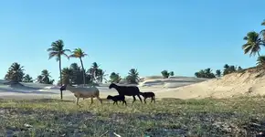 Foto: (Divulgação/Expedição Mangue Seco)