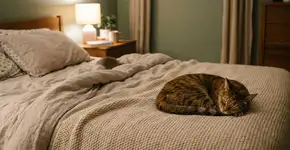 Por que os gatos gostam de dormir aos “pés” de seus donos?