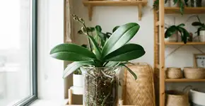 Foto: (Imagem sem texto alternativo disponivel ID [2746181])