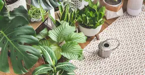 A planta tropical que transforma varandas pequenas em verdadeiros refúgios verdes