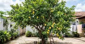 A árvore ideal para o seu jardim, que produz frutos muito doces e floresce mais de uma vez por ano
