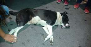 PM mata cachorro que brincava com crianças em favela de São Paulo