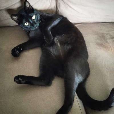 Veja alguns dos cães e gatos que já estão participando do #MostreABarriguinha!