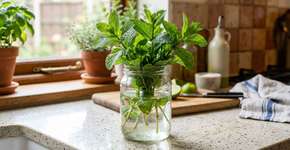 As 3 plantas de interior que crescem na água e perfumam a casa