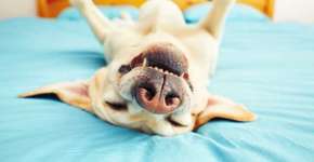 Harvard diz que cachorros sonham com seus donos e internet pira