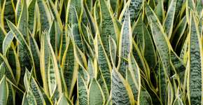 As 7 melhores plantas para ter em apartamento escuro