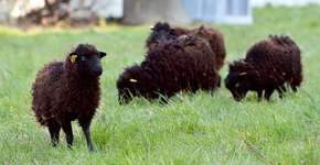 Paris contrata carneiros para aparar gramado de espaços públicos