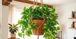 Como podar as pontas da jiboia pra evitar que as folhas fiquem pequenas e sem brilho