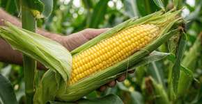 O milho é um vegetal ou uma fruta? Você acerta? A maioria das pessoas tende a responder errado