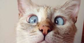 Foto: (Imagem sem texto alternativo disponivel ID [1000434])