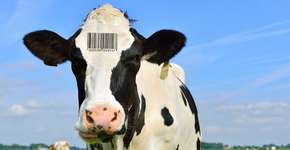 Foto: (Imagem sem texto alternativo disponivel ID [990906])