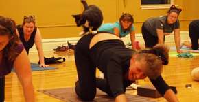 Aula de ioga é praticada com gatos abandonados para incentivar adoção