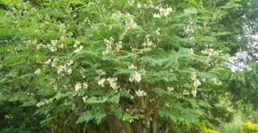 Árvore da vida: planta surpreende por ter mais cálcio e potássio que alimentos famosos