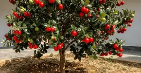 Foto: (Imagem sem texto alternativo disponivel ID [2738639])