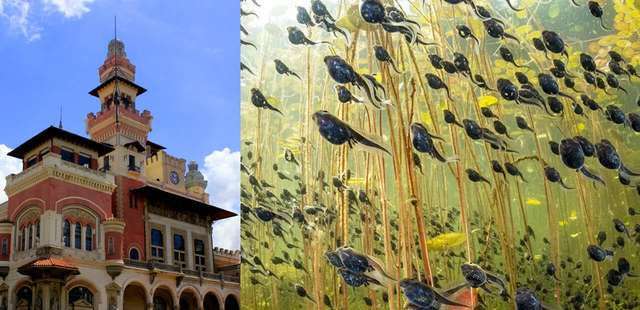 Exposição ‘Fotógrafo de Vida Selvagem do Ano’