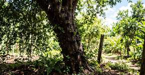 Para a jabuticabeira durar anos: o macete não é só molhar, mas nunca deixar o tronco pegar sol direto