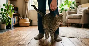 Por que os gatos gostam de se enrolar nas pernas de seus donos?