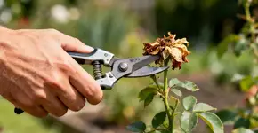 Foto: (Imagem sem texto alternativo disponivel ID [2670599])