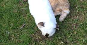 Coelho surdo e cego encontra melhor amiga que o apoia