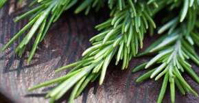 Alecrim: como consumir para trazer benefícios para o corpo