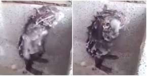 Foto: (Imagem sem texto alternativo disponivel ID [1538619])