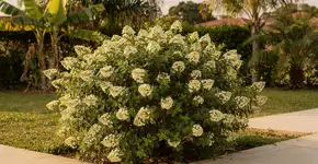 Foto: (Imagem sem texto alternativo disponivel ID [2719017])