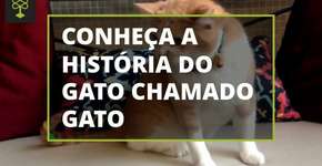 Foto: (Imagem sem texto alternativo disponivel ID [1699766])