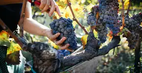 Frutas com baixas calorias para incluir na sua alimentação