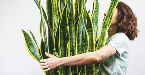 A planta ideal para espantar inveja e energias ruins da entrada de casa