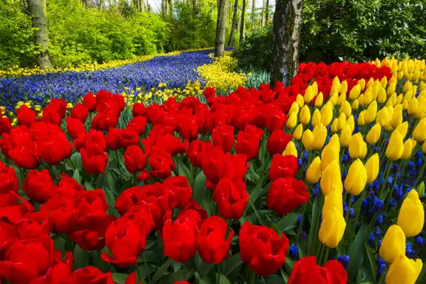 São mais de sete milhões de flores plantadas a cada ano