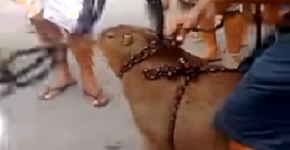 Moradores capturam capivara e fazem churrasco de sua carne